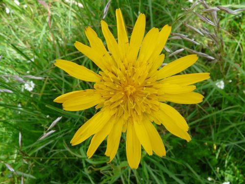 had salsify flower blossom