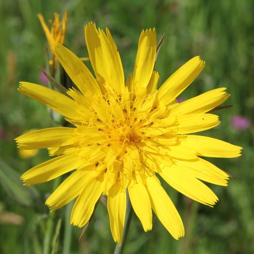 had salsify  tragopogon  yellow