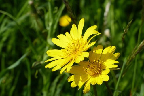 had salsify pointed flower flower