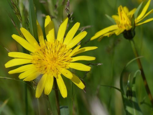 had salsify pointed flower flower