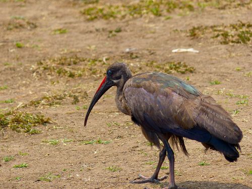 hadda ibis birds africa