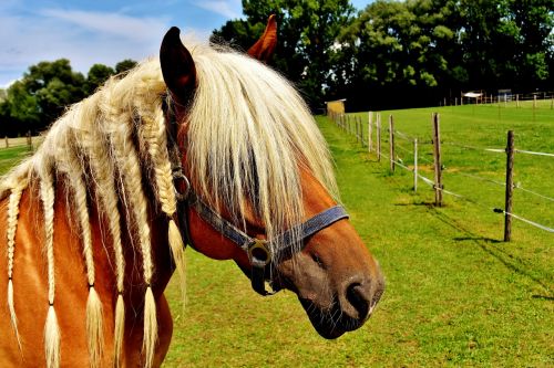 haflinger horse mane