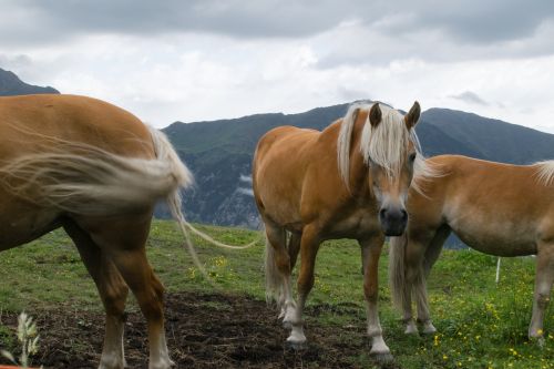 haflinger horse draft horse