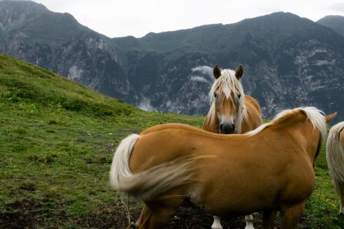 haflinger horse draft horse