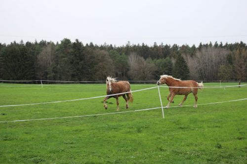 haflinger wild horses