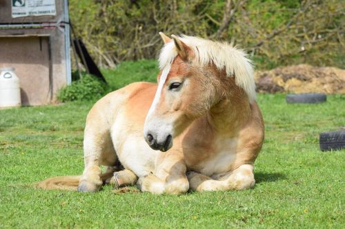 haflinger horse relax