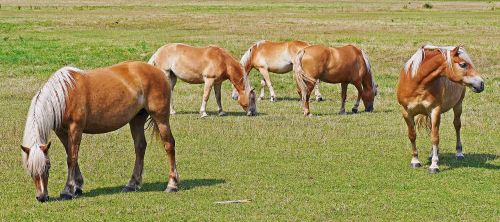 haflinger horses light brown