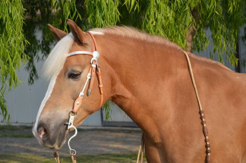 haflinger bridle horse