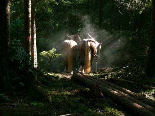 haflinger horses wood work