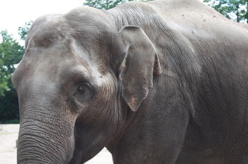 hagen beck zoo hagenbeck zoo