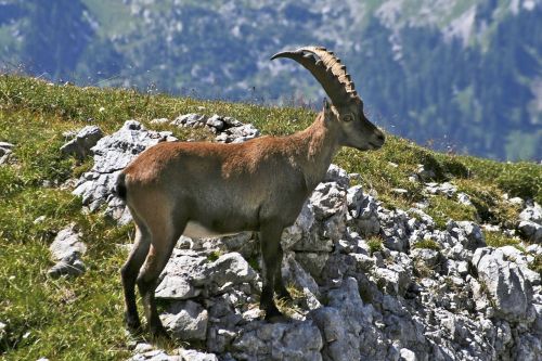 hagengebirge capricorn alpine animals