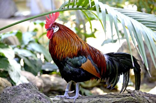 hahn small cock exotic
