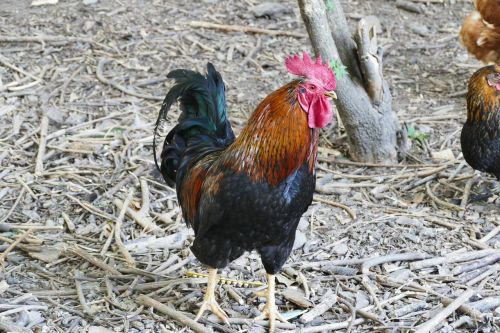 hahn stall poultry