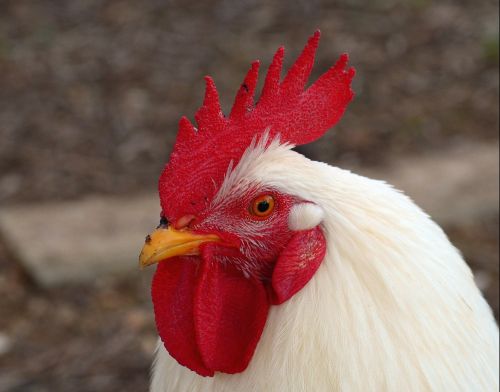hahn cockscomb male fowl
