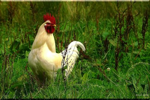 hahn cocks animal