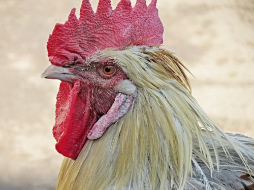 hahn chicken cock