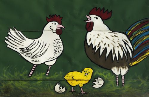 hahn chicken graphic