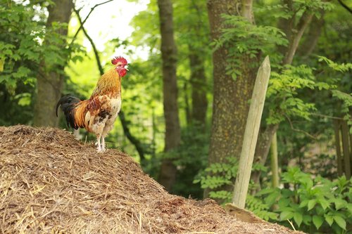 hahn  dung  farm