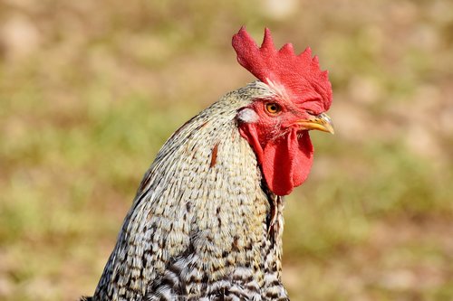 hahn  rooster head  poultry