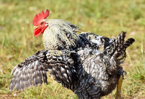 hahn  rooster head  crow