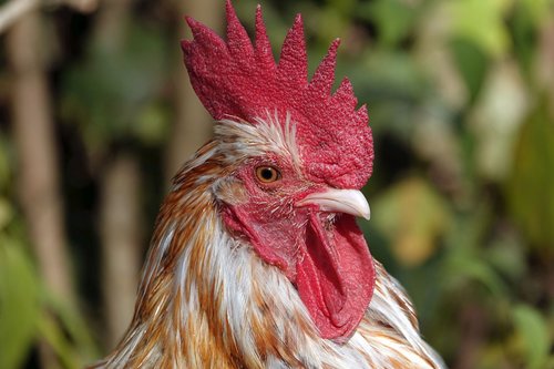 hahn  cockscomb  rooster head