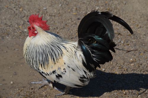 hahn feather comb