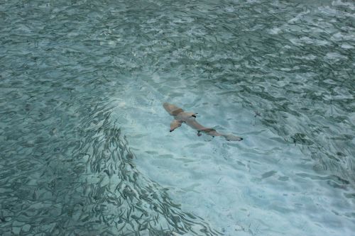 hai reef shark meeresbewohner