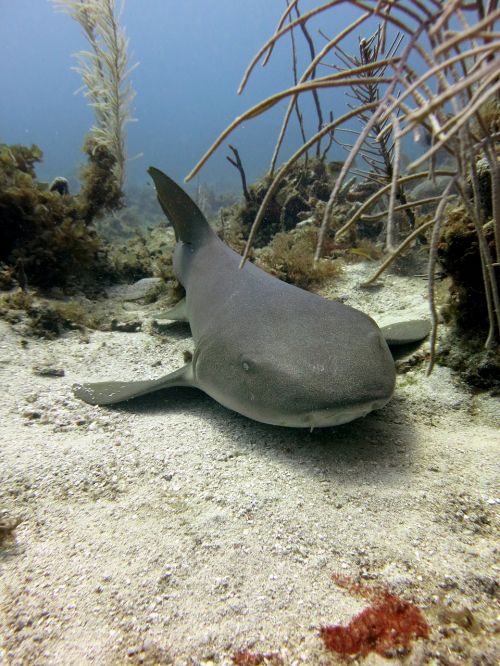 hai sea underwater