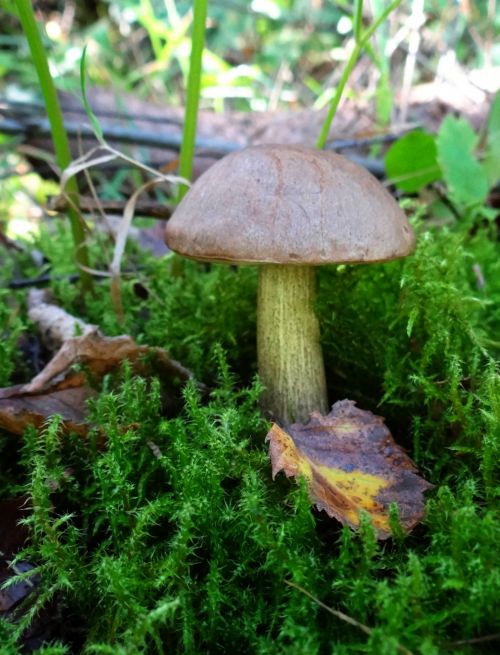 Leccinum Pseudoscabrum