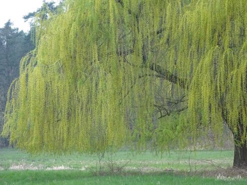 hair beautiful pasture spring