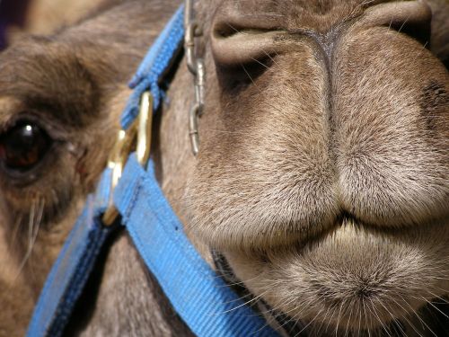 hairs snout mammal