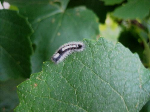 Hairy Caterpillar On Grape Leaf