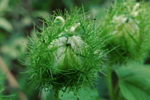 hairy flower spiked green