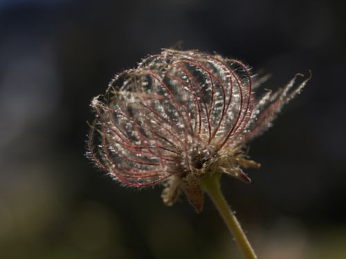 hairy flower flower nature