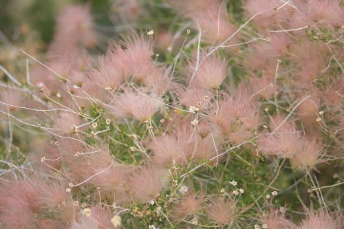 hairy flower windy pink