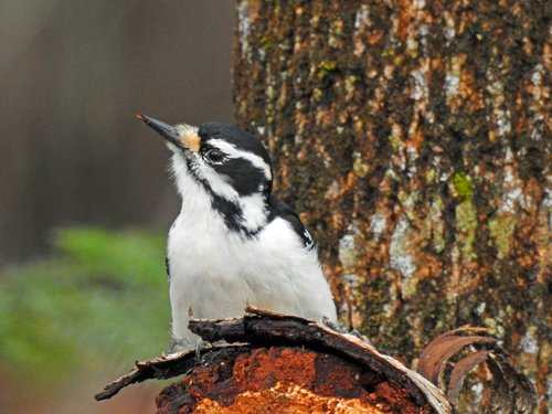hairy woodpecker  woodpecker  pic