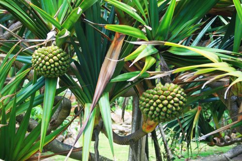 Hala Tropical Fruit