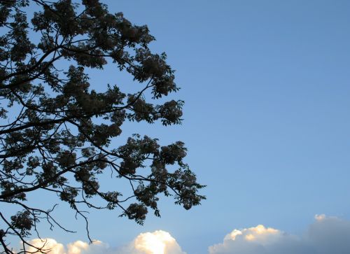 Half A Tree Against The Sky