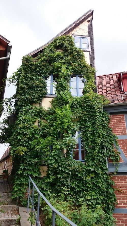 halfway house quedlinburg ivy