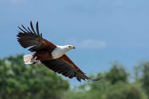 haliaeetus vocifer african fish eagle adler