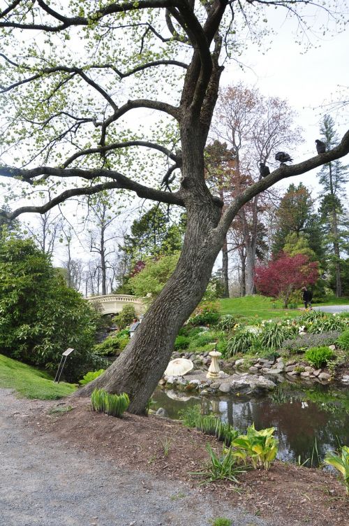 halifax public gardens lake