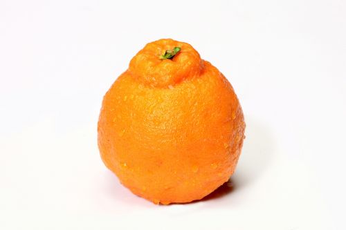 hallabong jeju hallabong orange