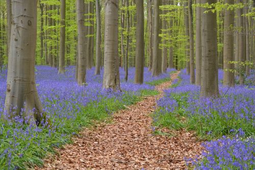 hallerbos flowers bluebell