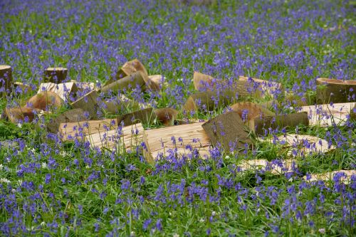 hallerbos flowers bluebell