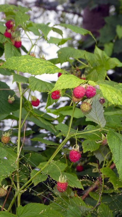 hallonbuske raspberries red berries