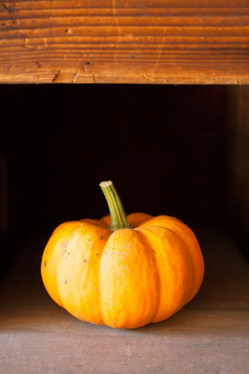 halloween pumpkin autumn