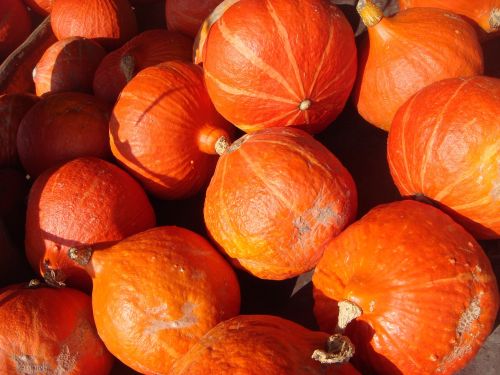 halloween pumpkins orange