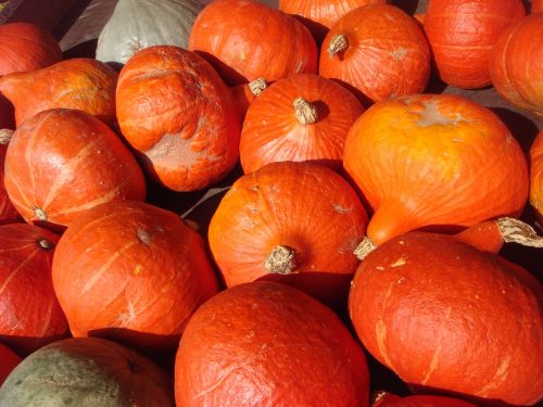 halloween pumpkins orange