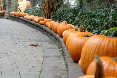 halloween pumpkin autumn