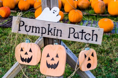 halloween pumpkin patch jack-o-lantern